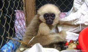 Endangered baby gibbon rescued from the pet trade