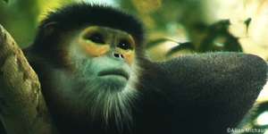 Rare Douc Langur