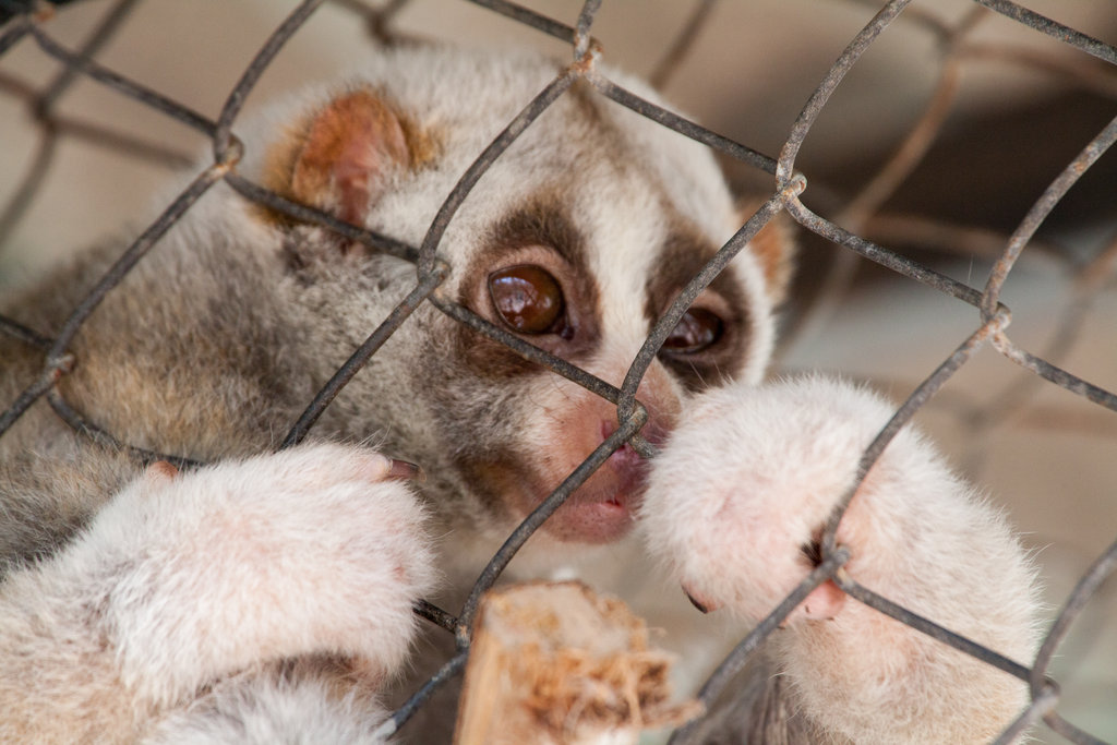 Help Rescue Primates from Illegal Trafficking