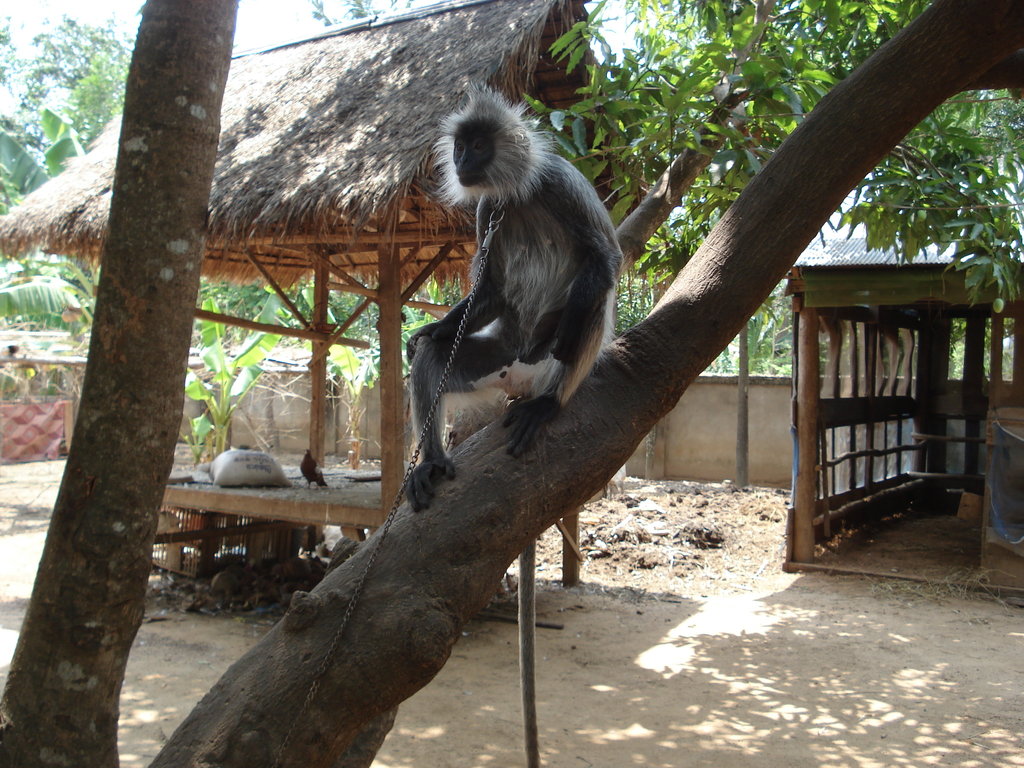 Help Rescue Primates from Illegal Trafficking