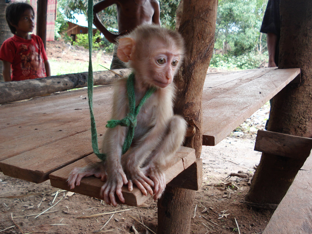 Help Rescue Primates from Illegal Trafficking