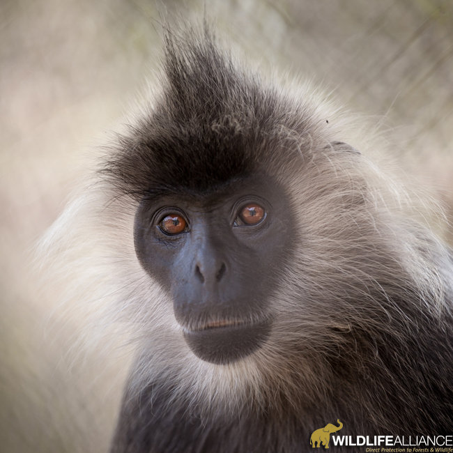 Help Rescue Primates from Illegal Trafficking