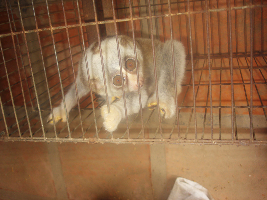 Help Rescue Primates from Illegal Trafficking