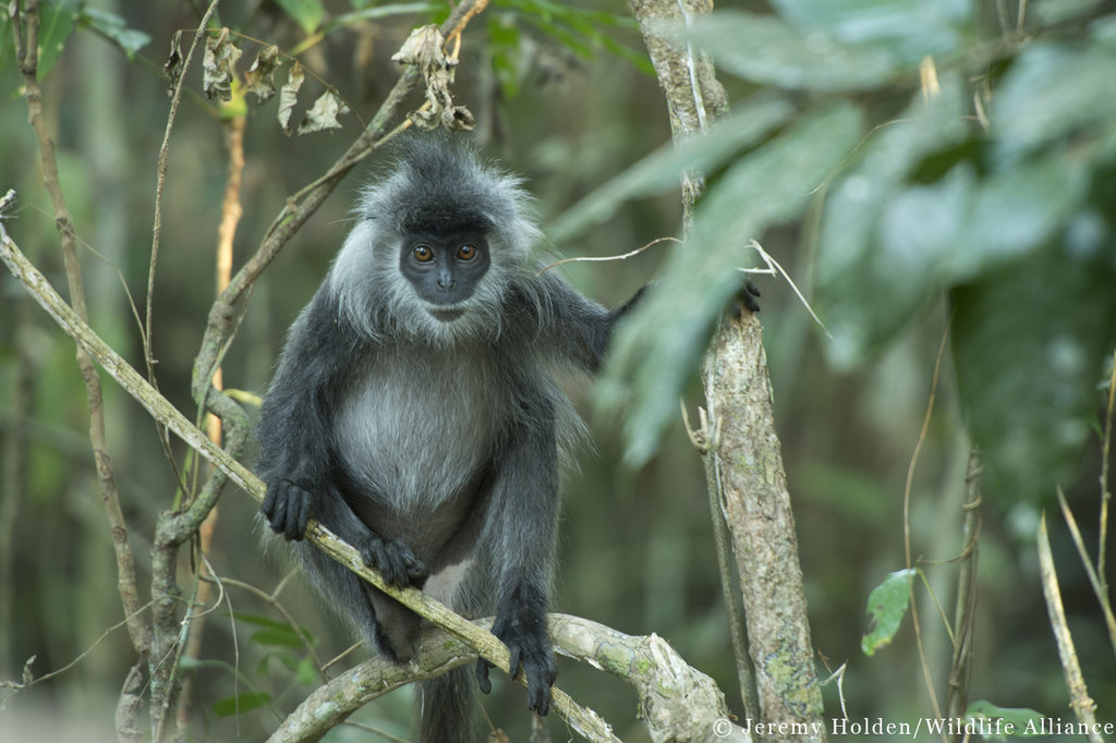 Help Rescue Primates from Illegal Trafficking