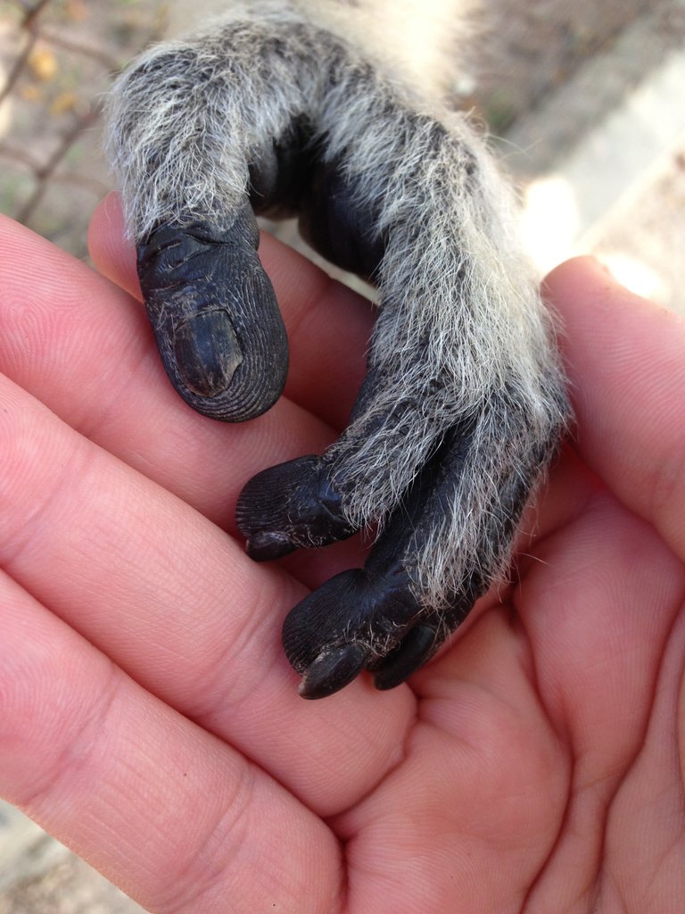 Help Rescue Primates from Illegal Trafficking