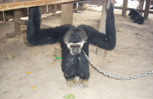Gibbon Rescued from a Life of Chains