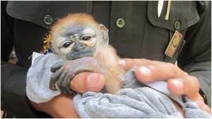Endangered baby Douc Langur Rescue