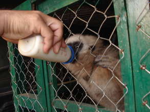 Rescued Pileated Gibbon