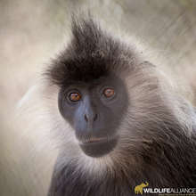 The Endangered Silvered Langur