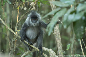 Released Langur at Angkor