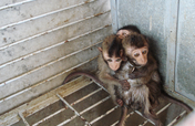 Help Rescue Primates from Illegal Trafficking