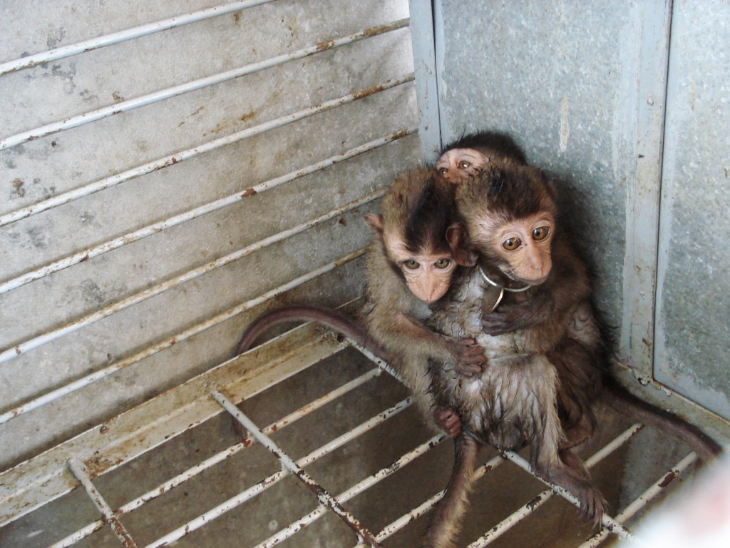 Help Rescue Primates from Illegal Trafficking