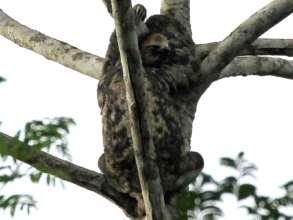Sloth gazes lazily over the building activities