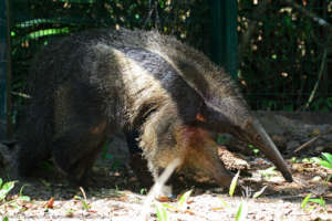 Igor the Giant rescued from a wildlife trafficker