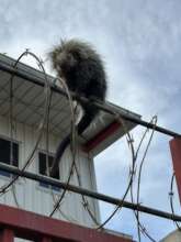 How does it even manage to walk over it??