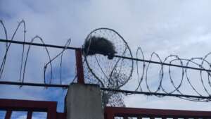 A Hairy Porcupine on a Razor Wire Fence
