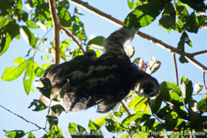 Maddy watching us and the visitors