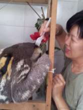 Helping sloth with no claws to groom using a fork