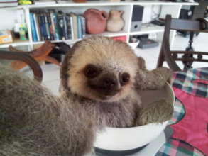 Chill is regularly weighed to monitor his progress