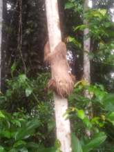 Two-toed sloth exploring its new environment
