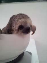 Babies like Golby will enjoy the forest rehab