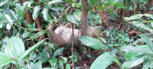 Releasing animals into the wild is our main goal