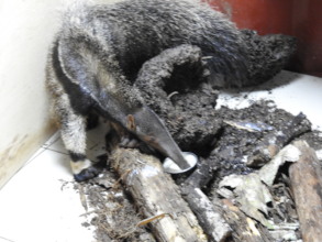 Jupo the giant anteater baby finally eating