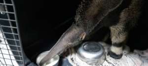 Jupo finally drinking some milk