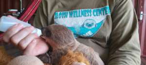 Two-fingered baby sloth Sid drinking his milk