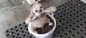 Mailo on the sloth toilet