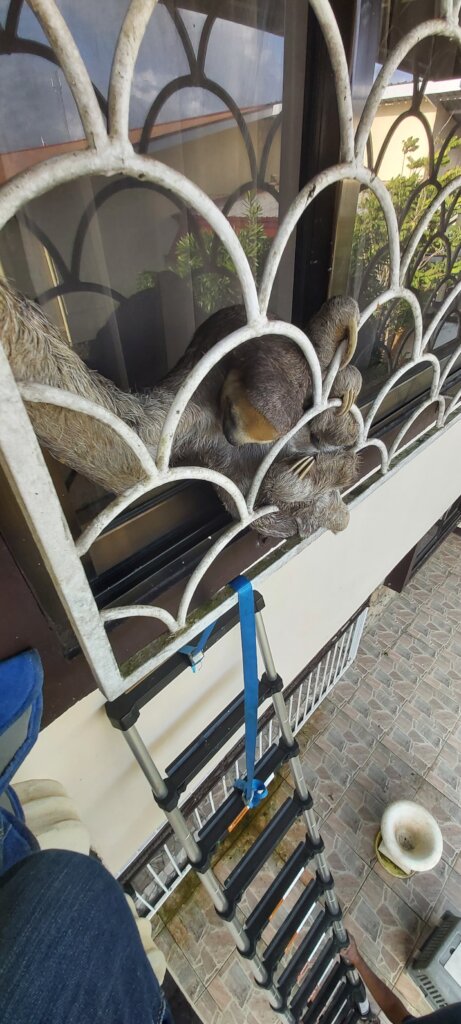 Sloth behind burglar bars