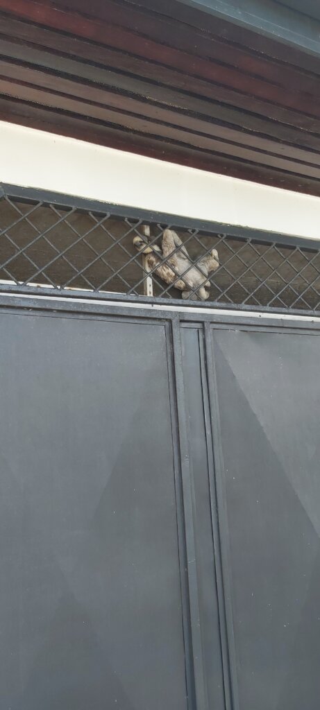 Sloth behind burglar bars
