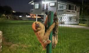 A Sloth Called Houdini