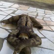 Prostrate in a driveway, before going back to wild