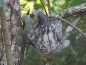 Two sloths found 3 hours apart in the same street!