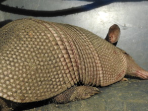 Photo of armadillo in transport cage