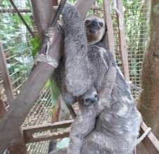 Dora and Dori transferred to the Rehab Center