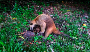 Frankie on her daily walk in the garden