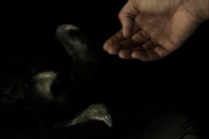 Lucia sloth the first baby sloth cared for by GHFS