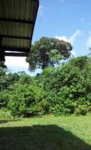 Our very own healing tree on the rehab's land