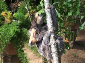 Aza-Sita exercising with her splint