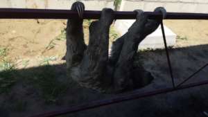 Tarzan waiting for us to be picked up