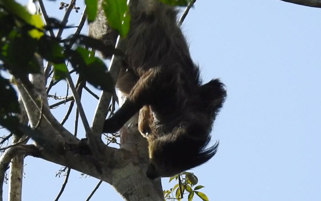 Zoomed in we see hiding in mamas fur, a baby sloth