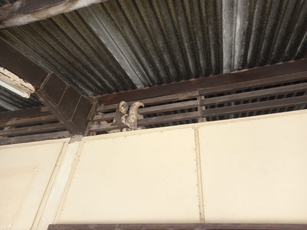 Sloth caught under roof