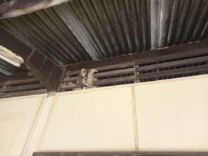 Sloth caught under roof