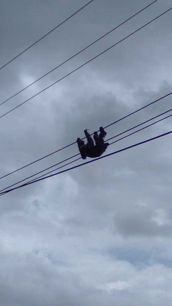 Sloth in power line