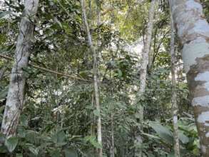 Trying out the save rope high in the canopy