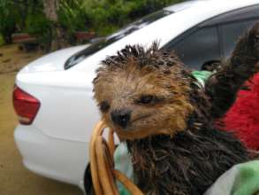 Deforestation rescue in a rural area