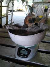 Before treatment sitting in the scales