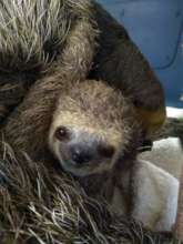 Mimi when he had just arrived